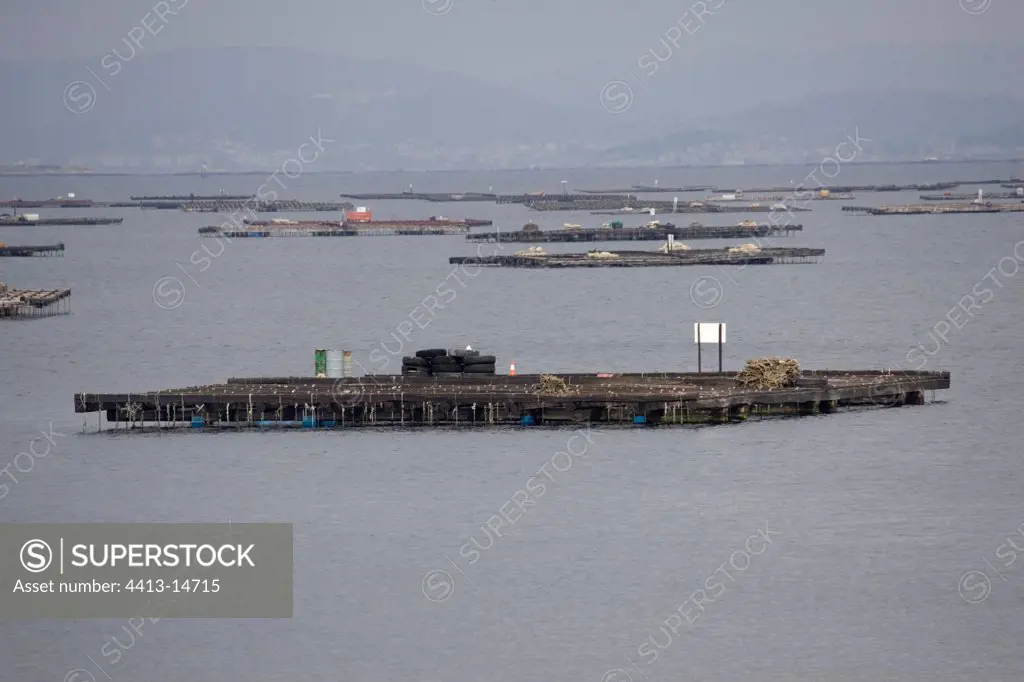 Rafts for mussel cultivation near suspension bridge at Vigo