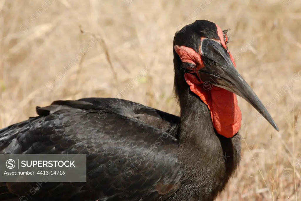 Portrait of a Southern Ground-Hornbill