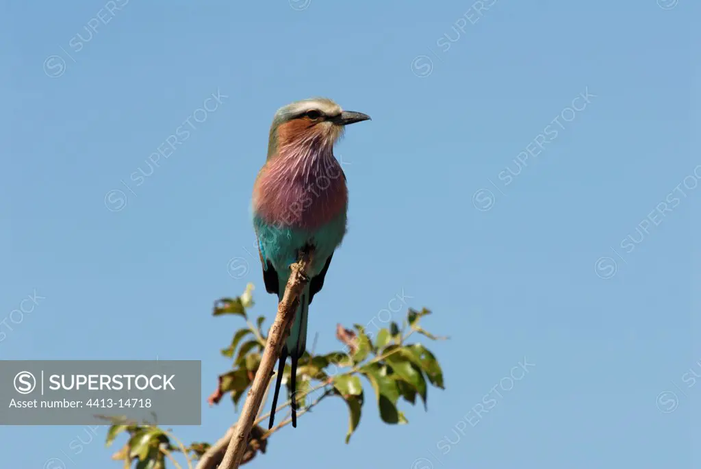 Lilac-breasted Roller perched on a branch South Africa