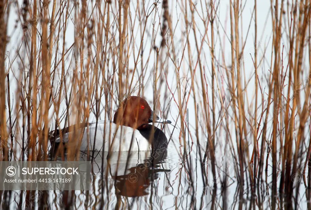 Male Pochard resting on water in winter GB