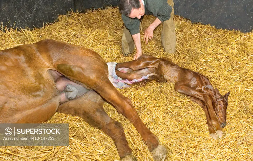 Thoroughbred mare giving birth