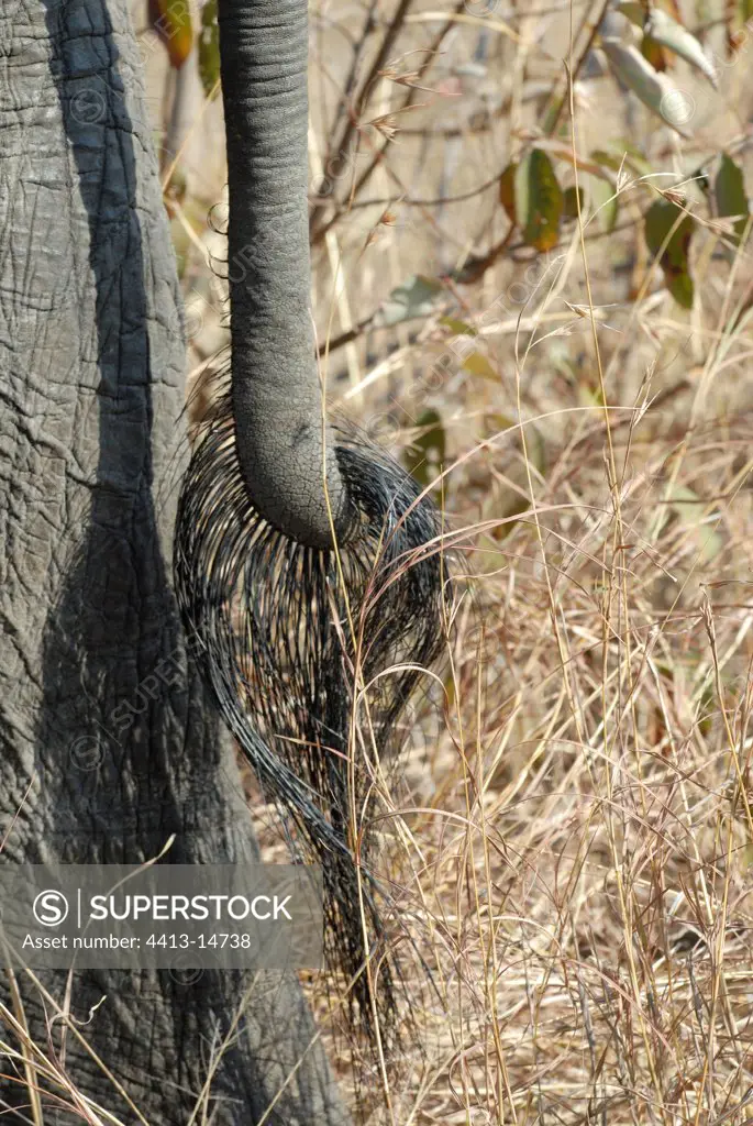 Detail of the tail of a African elephant