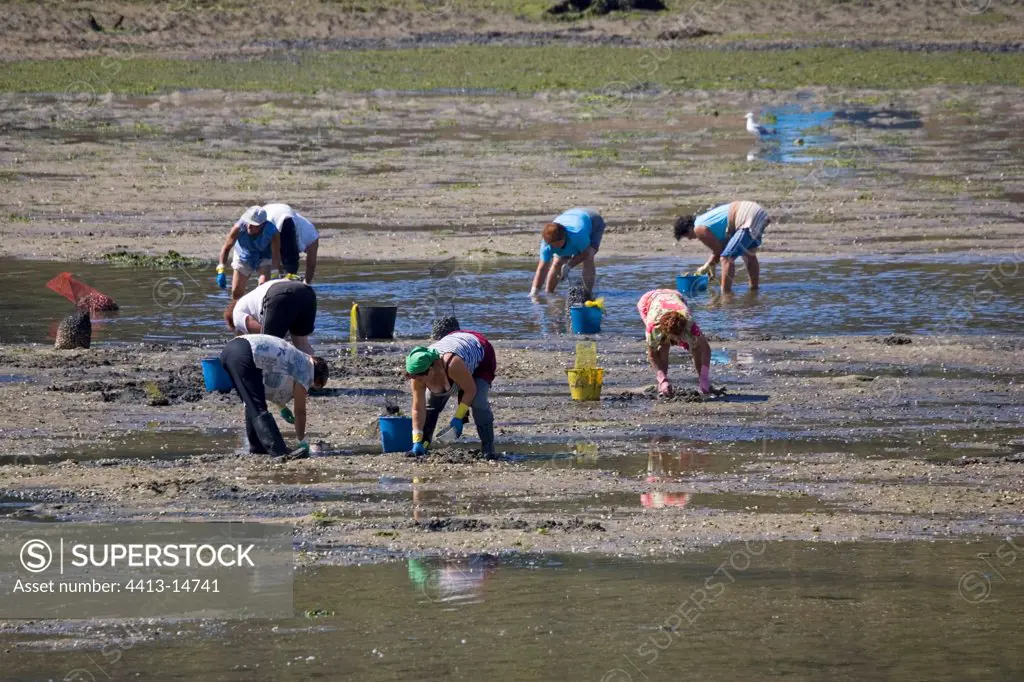 Women collecting shellfish from estuary Vilanova Galicia