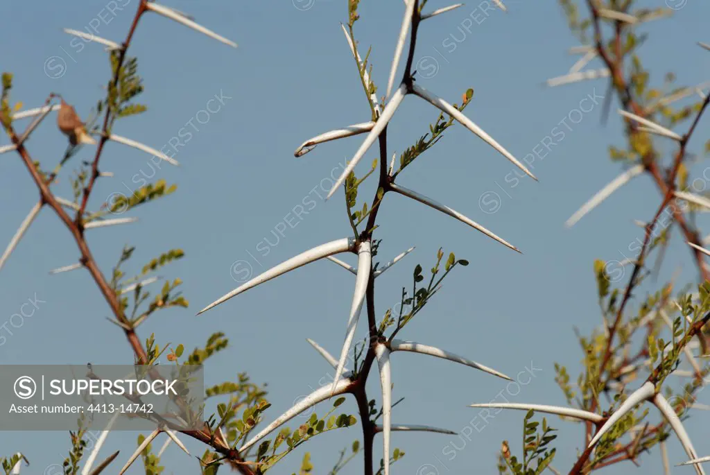 Large plan of white thorns of Acacia