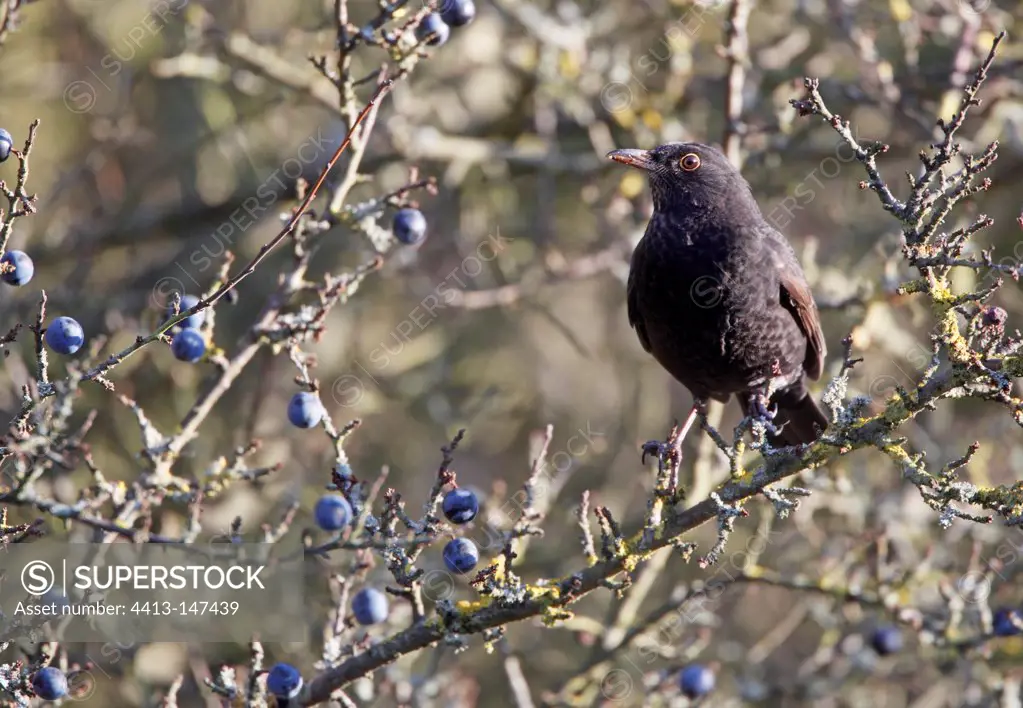 Male Black bird amongst sloe berries in winter GB