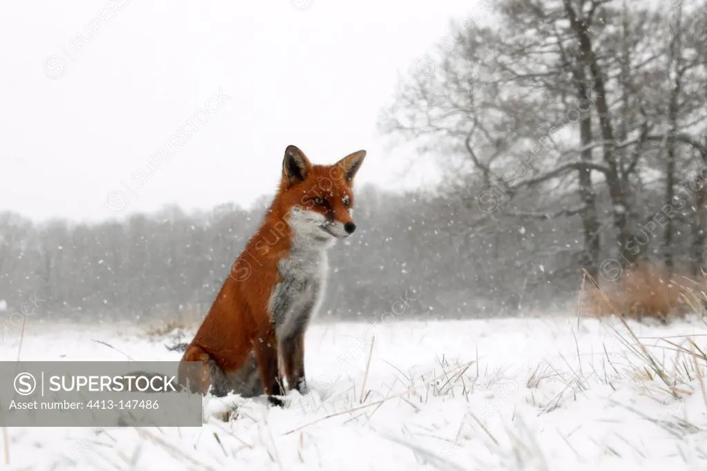 Red fox sitting in a snow storm in winter GB