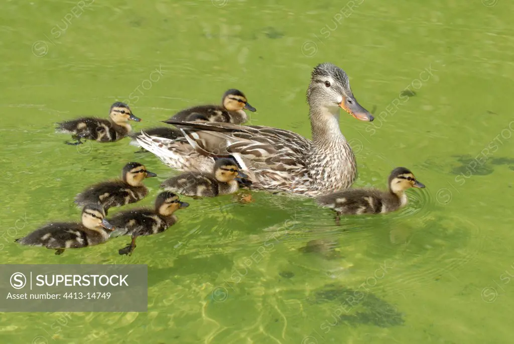 Mallard Duck and its ducklings on water