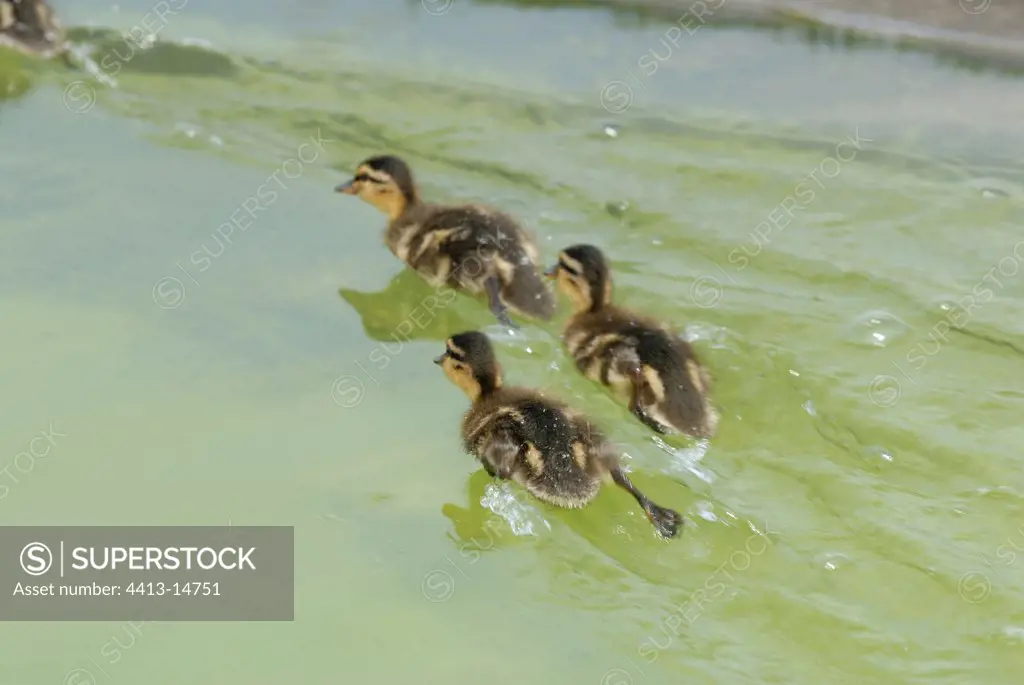 Ducklings according to their mother