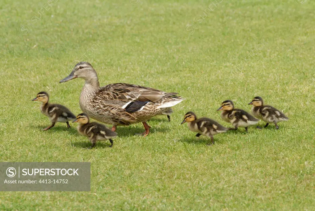Mallard Duck and its ducklings going on grass