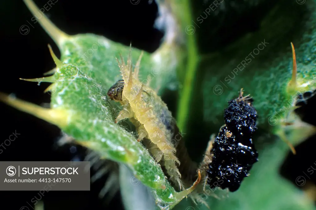 Tortoise-beetle larvae and his protection of excrement