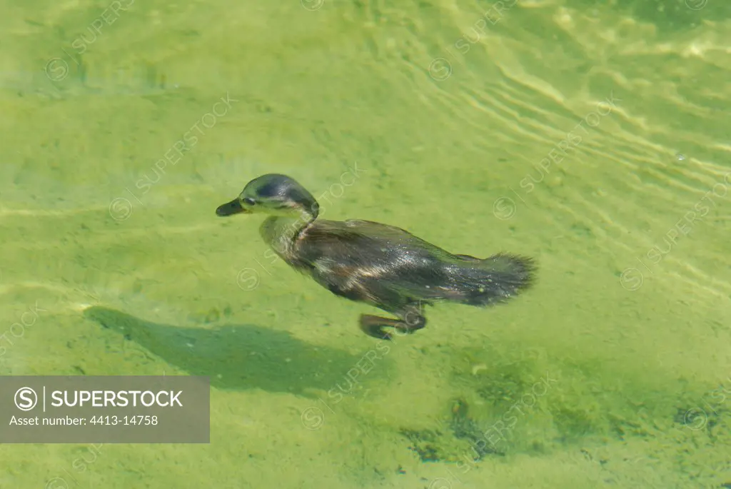 Duckling plunging under water to nourish itself