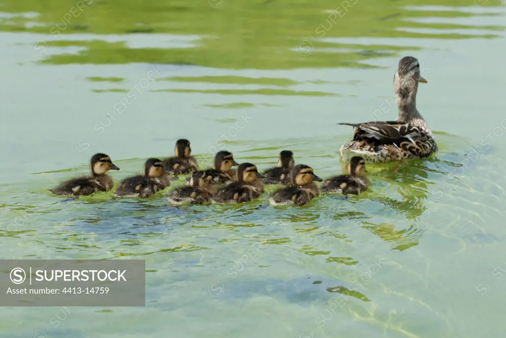 Duck mallard followed by its ducklings on water