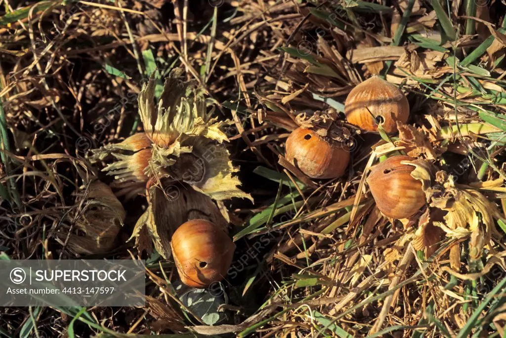 Hazelnuts infested by the Hazelnut Weevil Italy