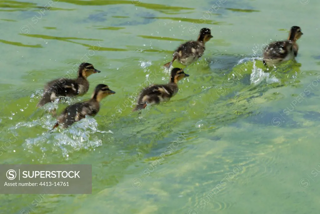 Ducklings hastening to join their mother