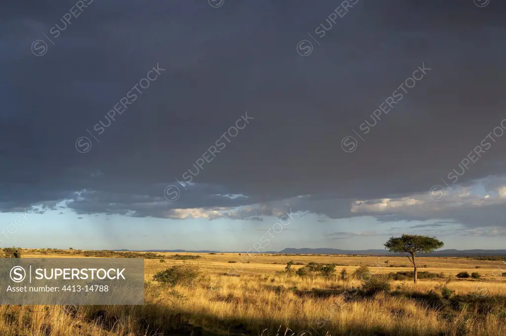 Rain on Masaï Mara reserve Kenya