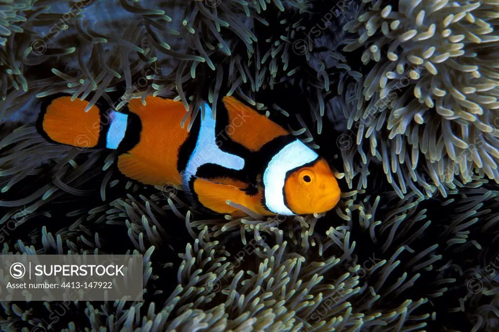 Clown anemonefish Witu Islands Bismark Archipelago