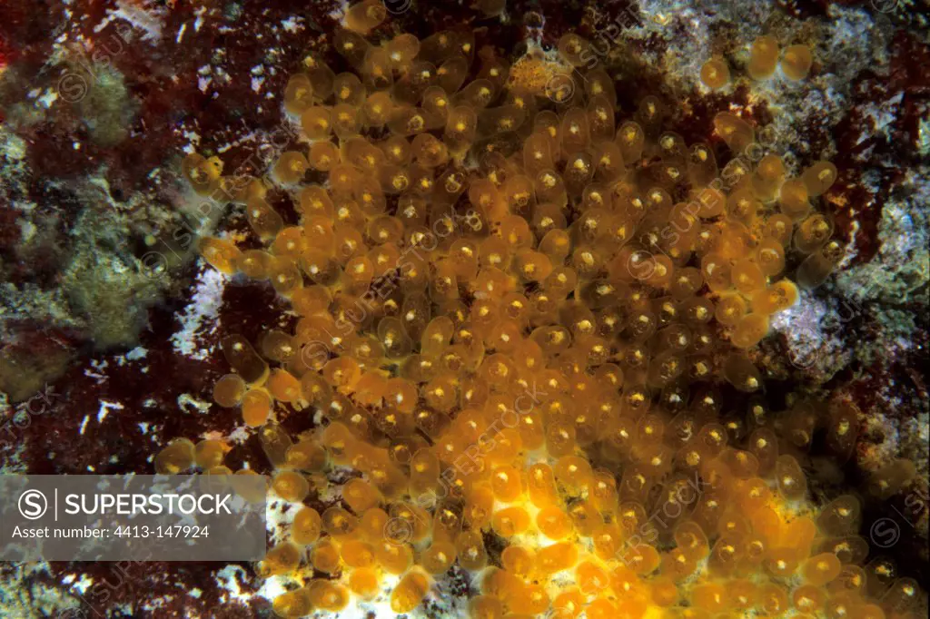 Clown anemonefish eggs Witu Islands Bismark Archipelago