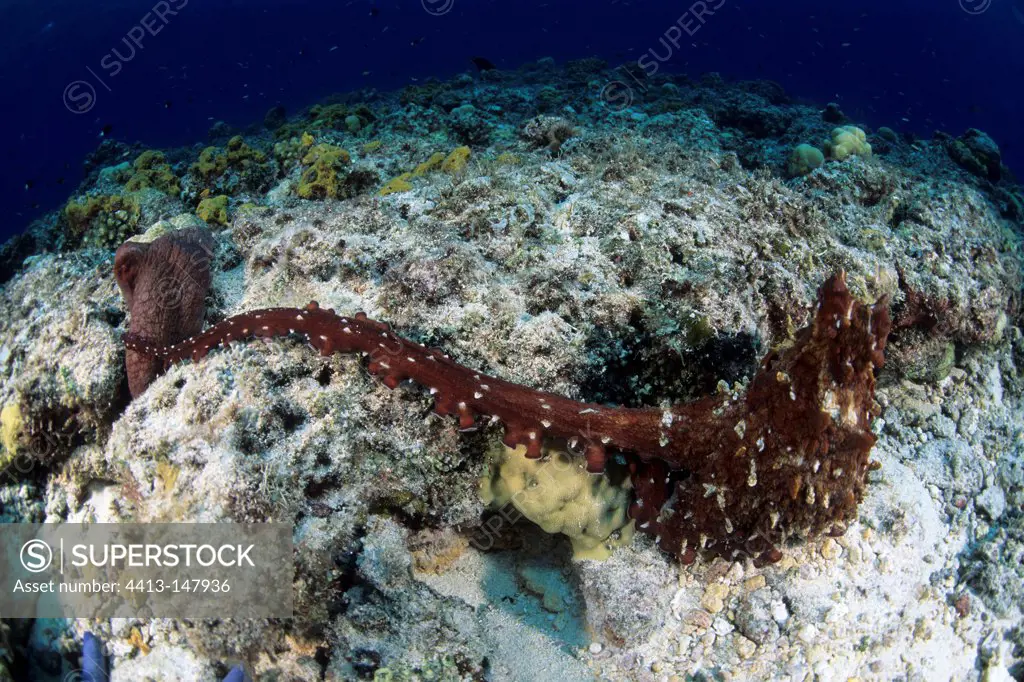 Common octopus mating Witu Islands Archipelago Bismark