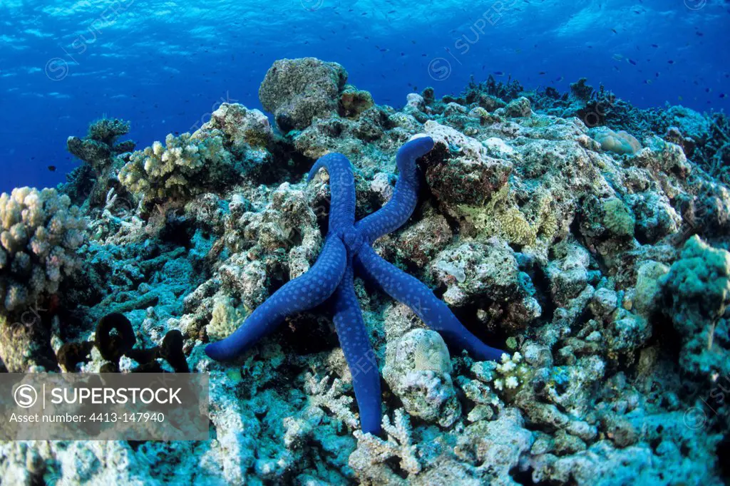 Blue Sea Star Witu Islands Archipelago Bismark