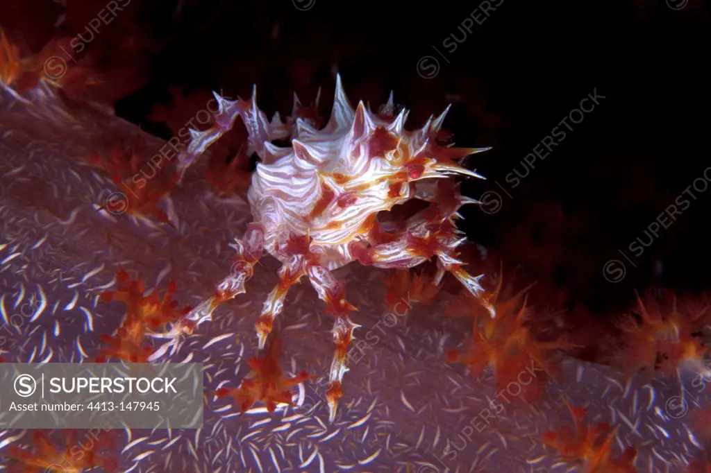 Soft coral crab Walindi Bismark Archipelago