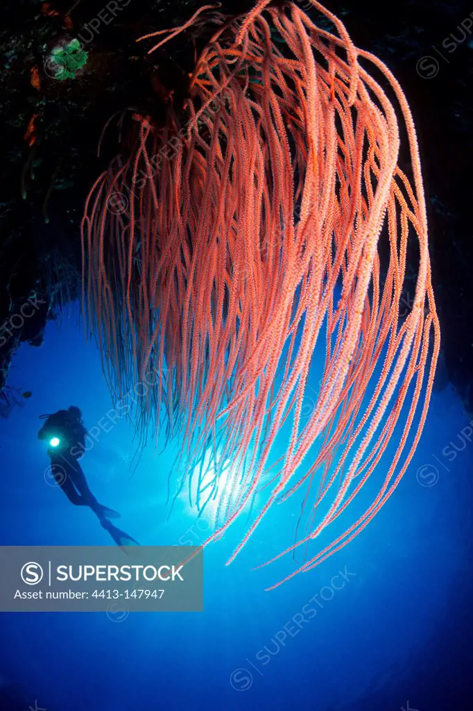 Scuba diver and red sea whips Walindi Bismark Archipelago