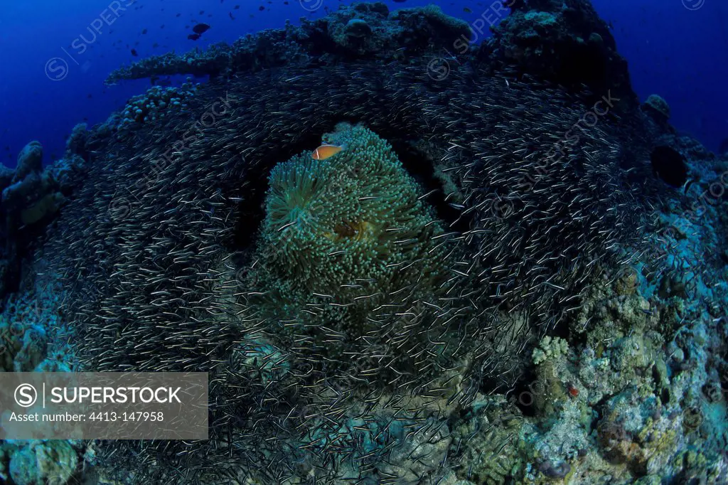 Catfish around a sea anemone Walindi Bismark Archipelago