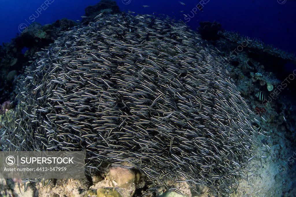 Striped Catfishes schooling Walindi Bismark Archipelago