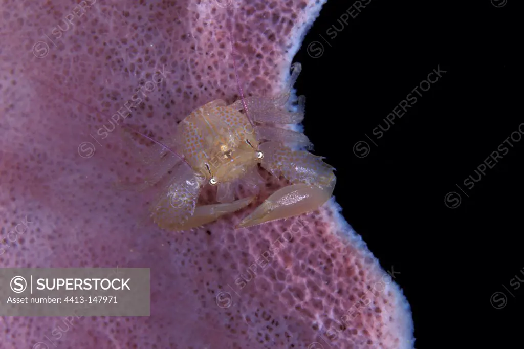 Porcelain crab on barrel sponge Walindi Bismark Archipelago