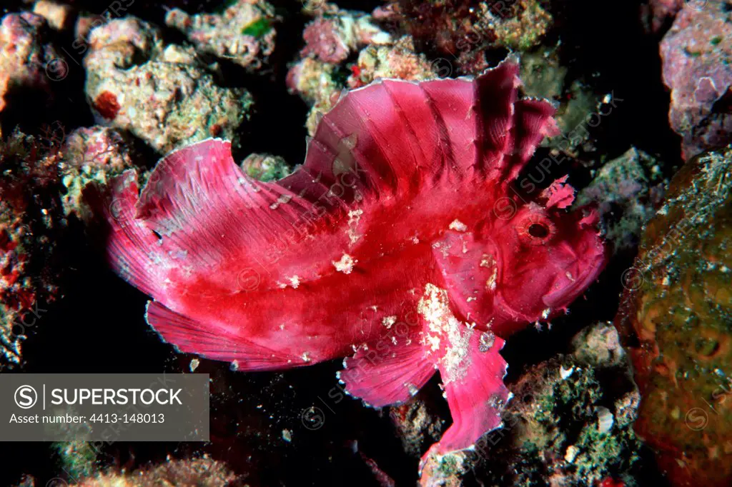 Pink leaf fish on reef Walindi Bismark Archipelago