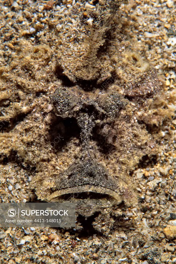 Portrait of Devil scorpion fish Walindi Bismark Archipelago