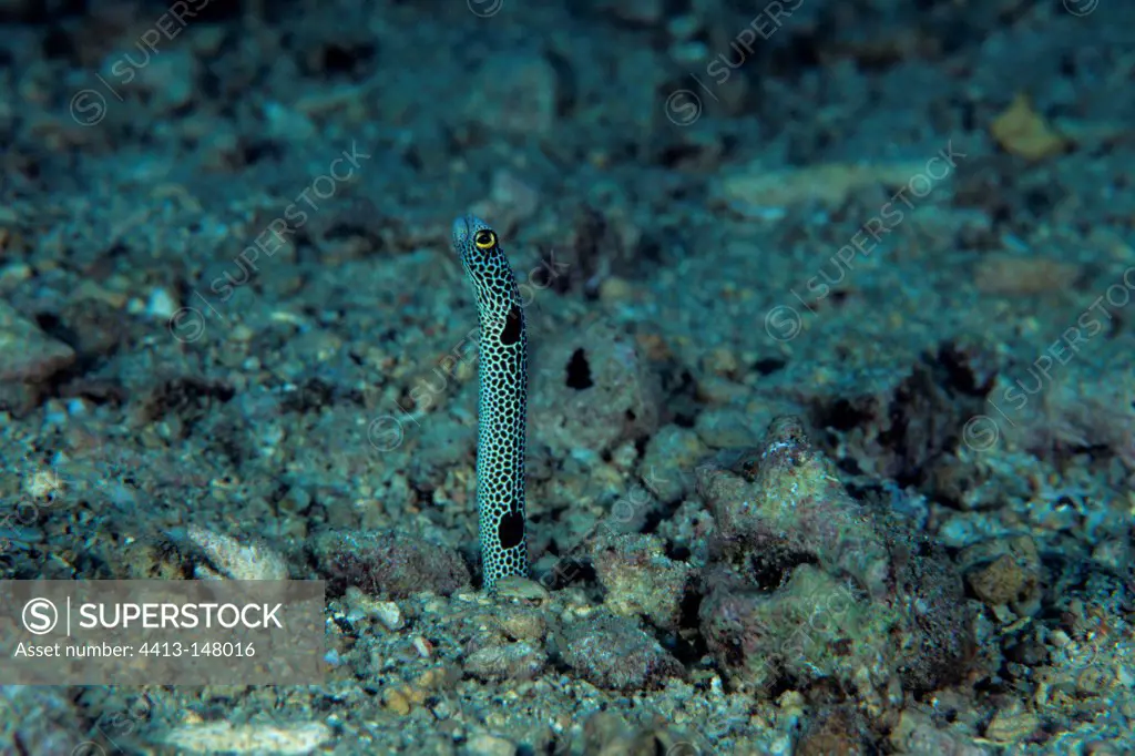 Spotted garden eel Walindi Bismark Archipelago