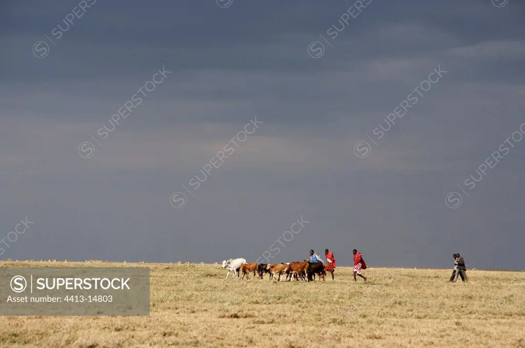 Masaï and herd in Masaï Mara reserve Kenya