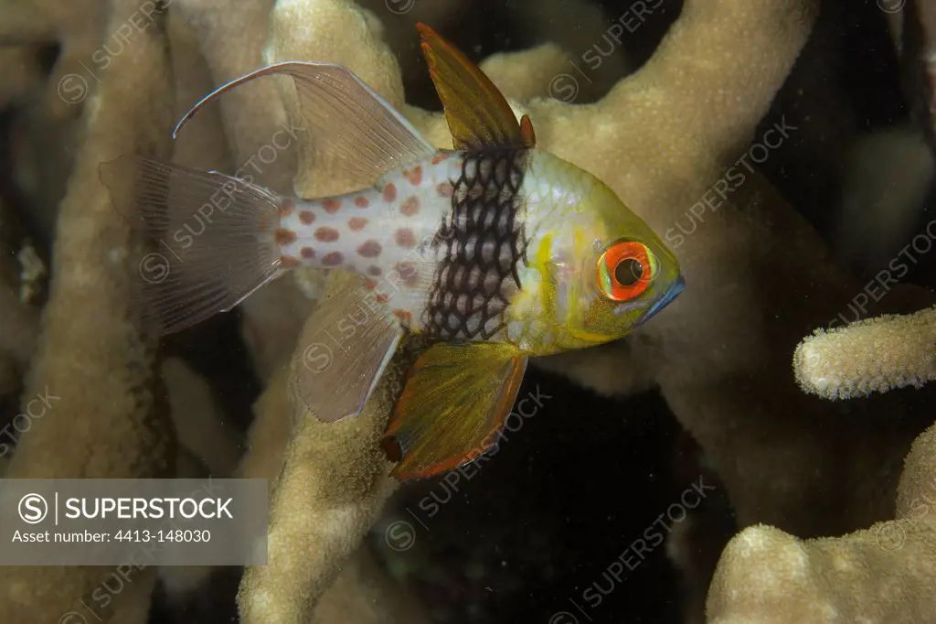 Coral cardinalfish Yap Micronesia