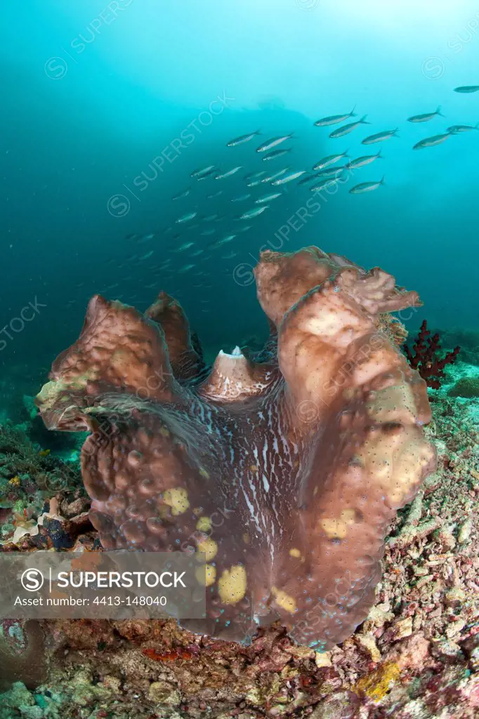 Shoal of fish passing behind Giant clam Raja Ampat Islands