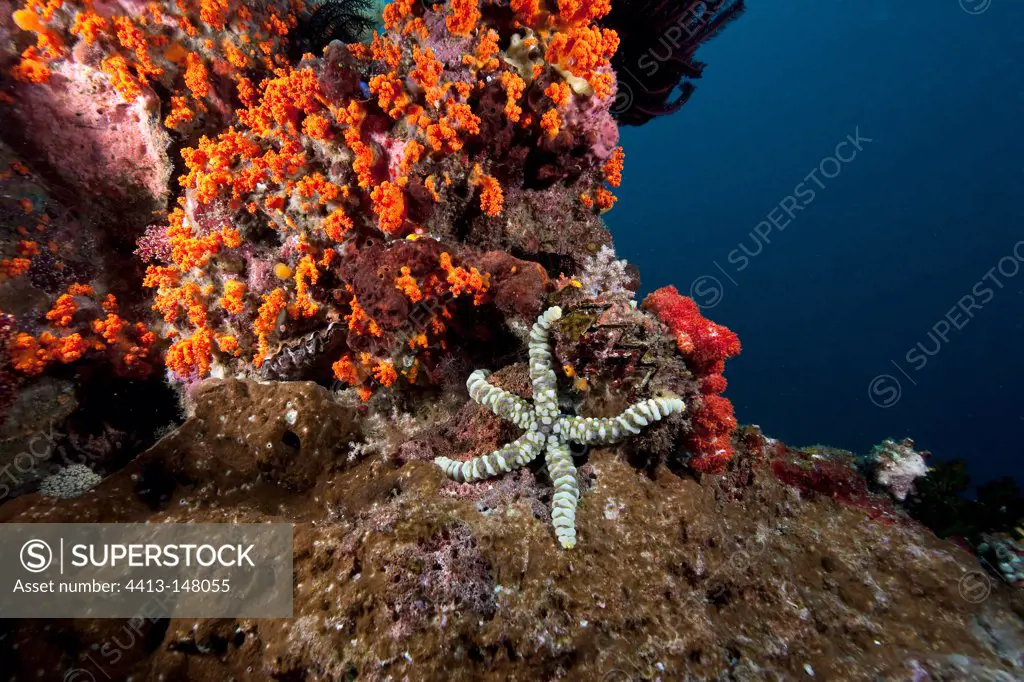 Warty sea star on reef Raja Ampat Islands