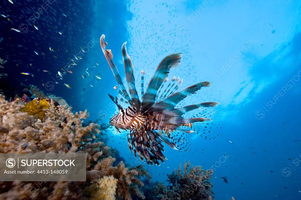 Lionfish swimming above reef Raja Ampat Islands