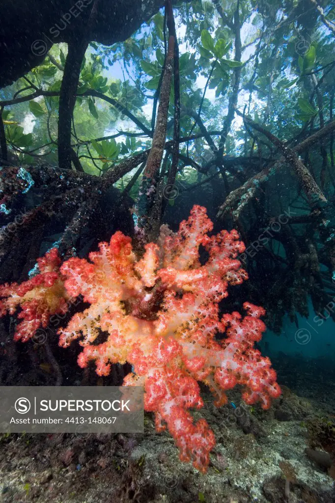 Soft Coral in mangrove Raja Ampat Islands