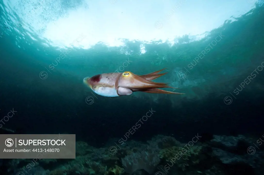 Broadclub cuttlefish under surface Raja Ampat Islands