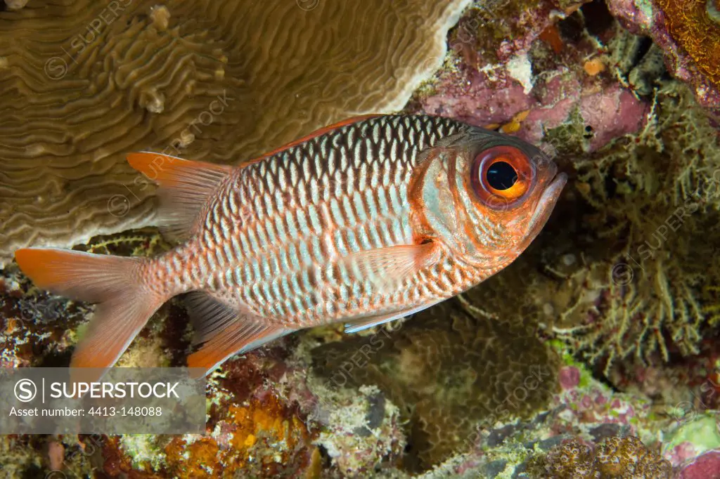 Violet soldierfish Maldives Indian Ocean