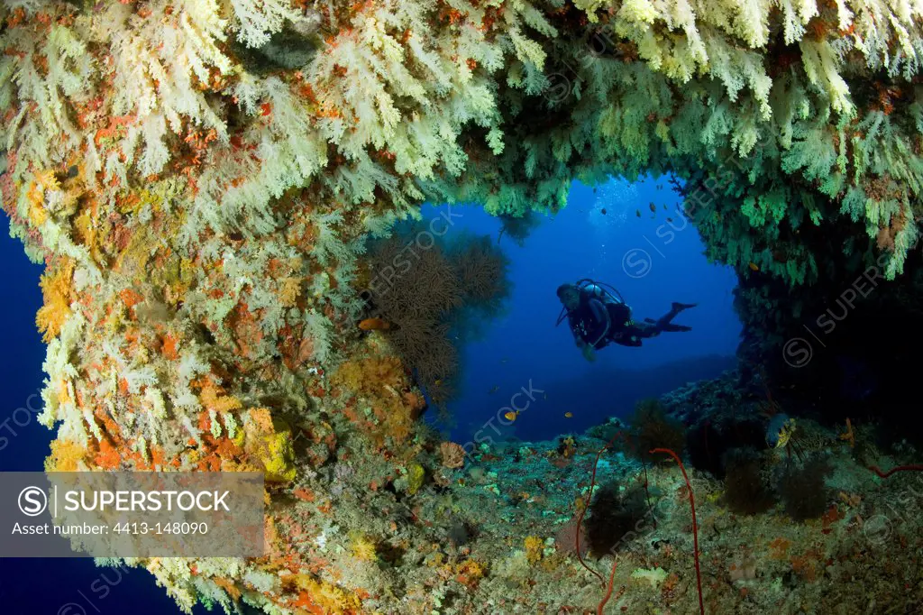 Scuba Diver and soft coral Fotteyo cave Maldives