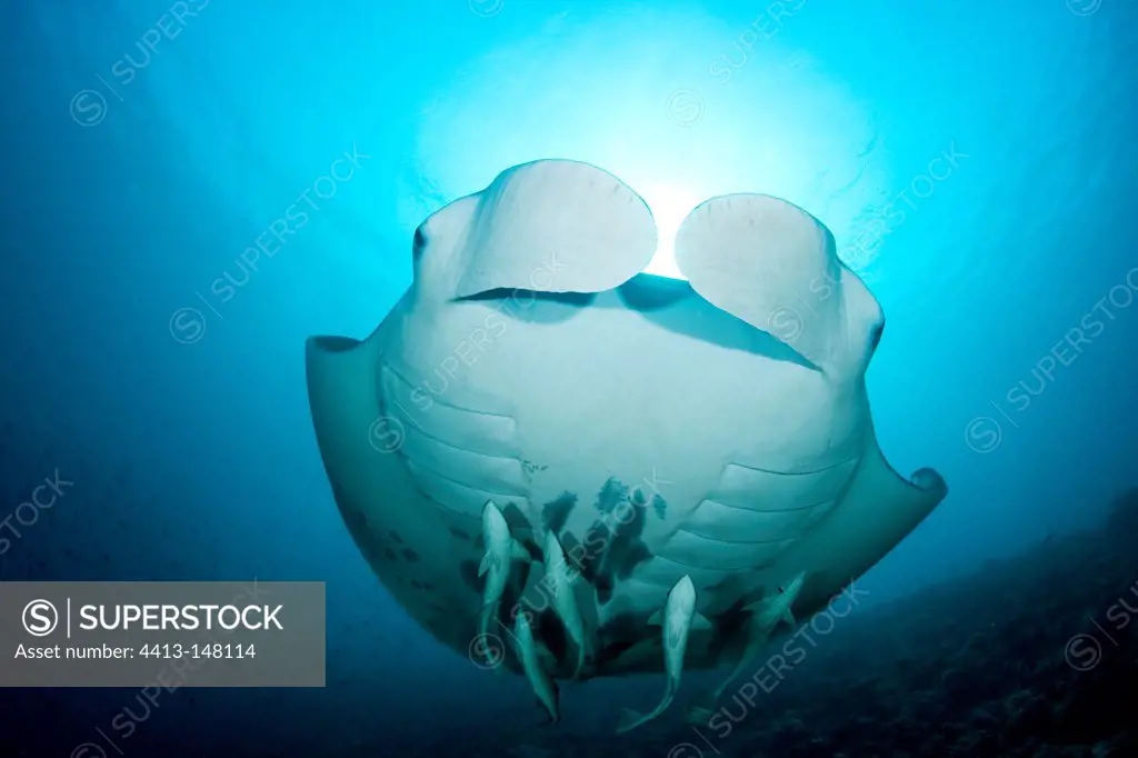 Manta ray with Remoras Maldives