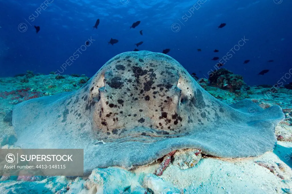 Marbled stingray on bottom Maldives Indian Ocean