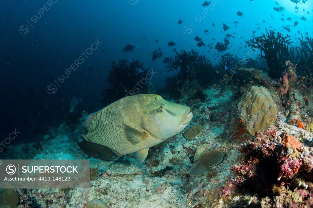 Napoleon fish on reef Maldives Indian Ocean