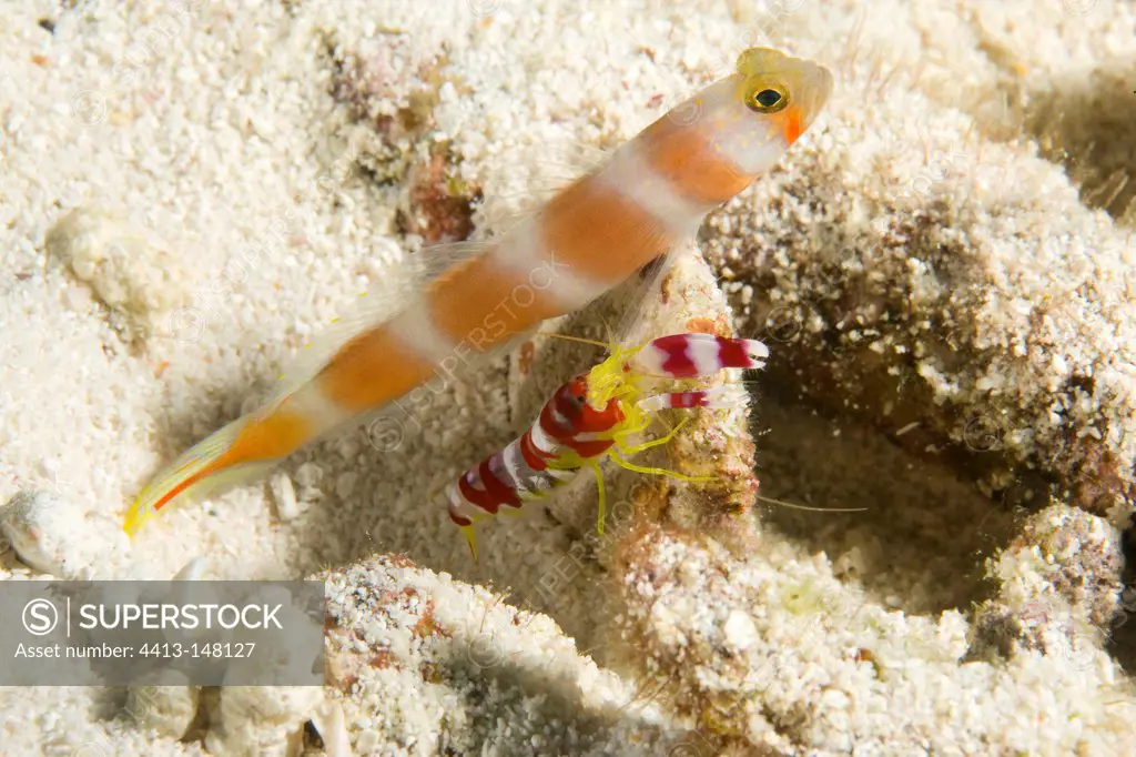 Aurora shrimpgoby with alpheid shrimp Maldives