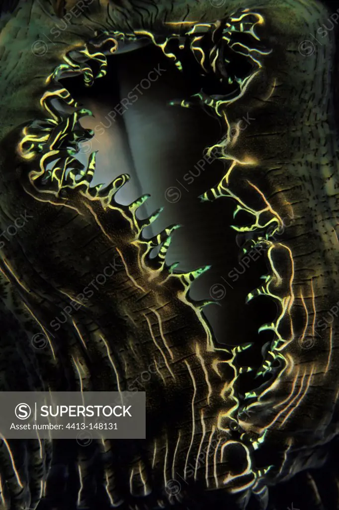 Detail of Giant Clam on reef Walindi Bismark Archipelago