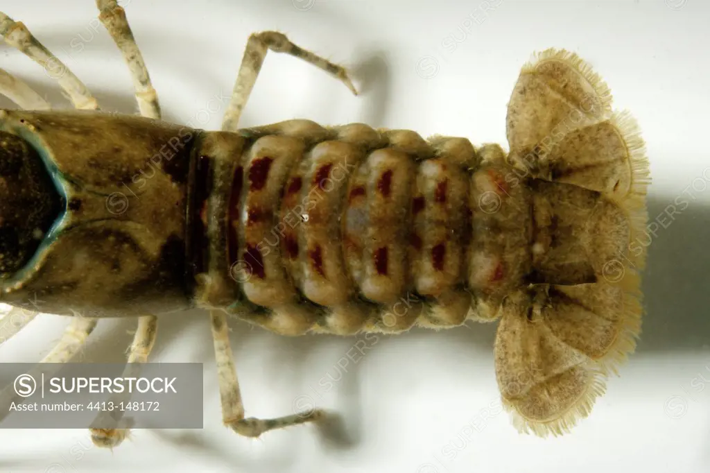 Tail of North American crayfish on white background