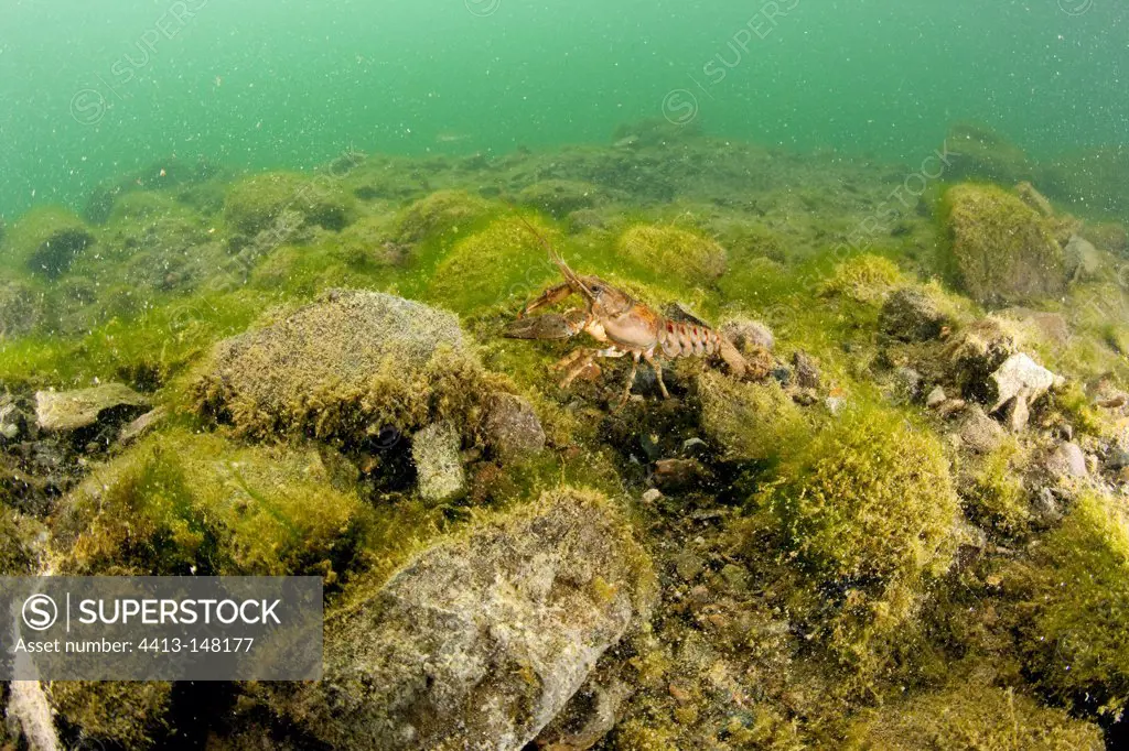 North American crayfish on rocks Lake Lugano Switzerland