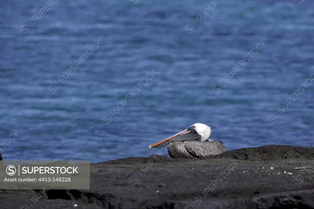 Galapagos Brown Pelican at rest Fernandina Island
