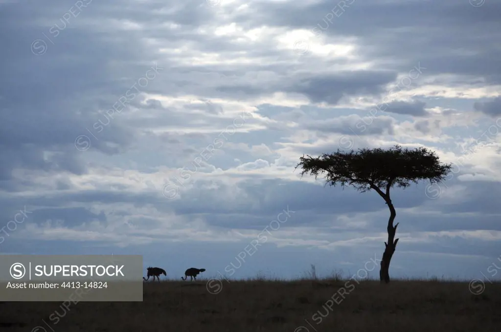Thunderstorm of Masaï Mara reserve Kenya