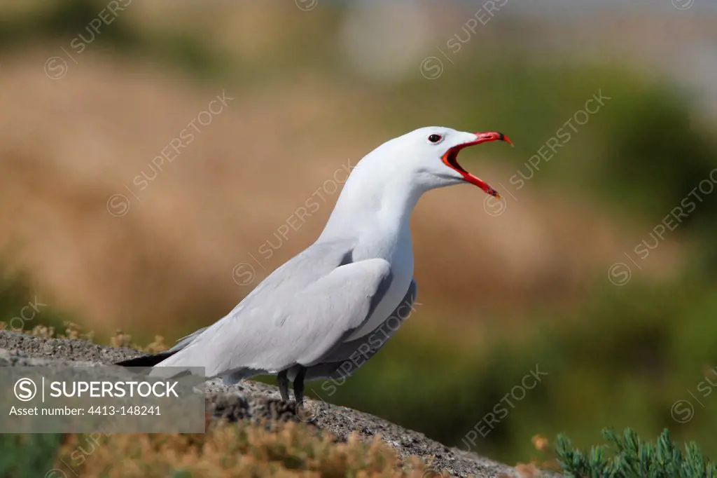 Audouin's Gull shouting Spain
